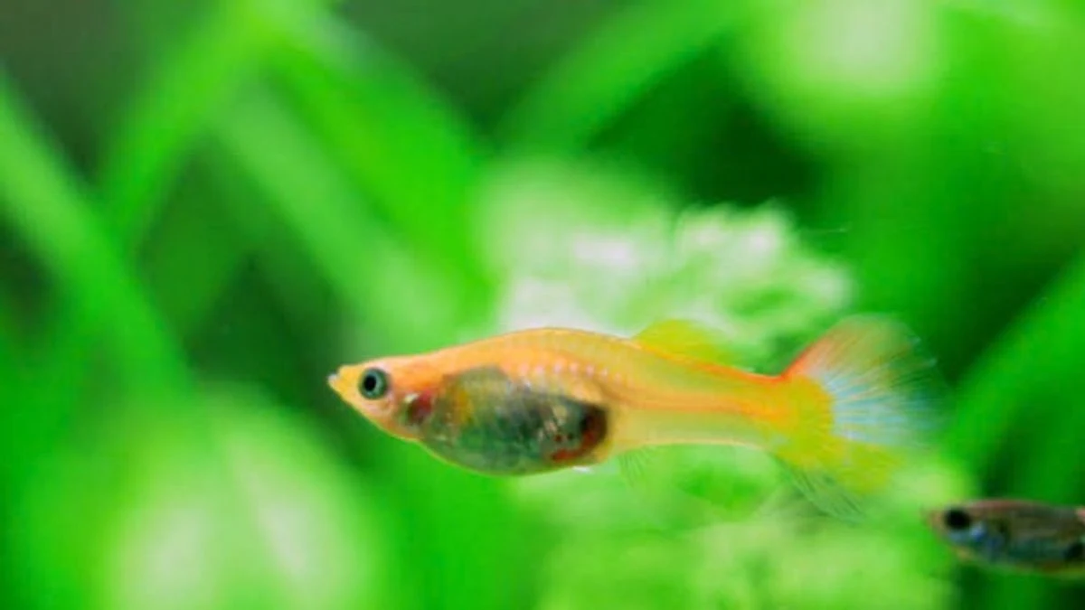 Gambar ikan guppy hamil