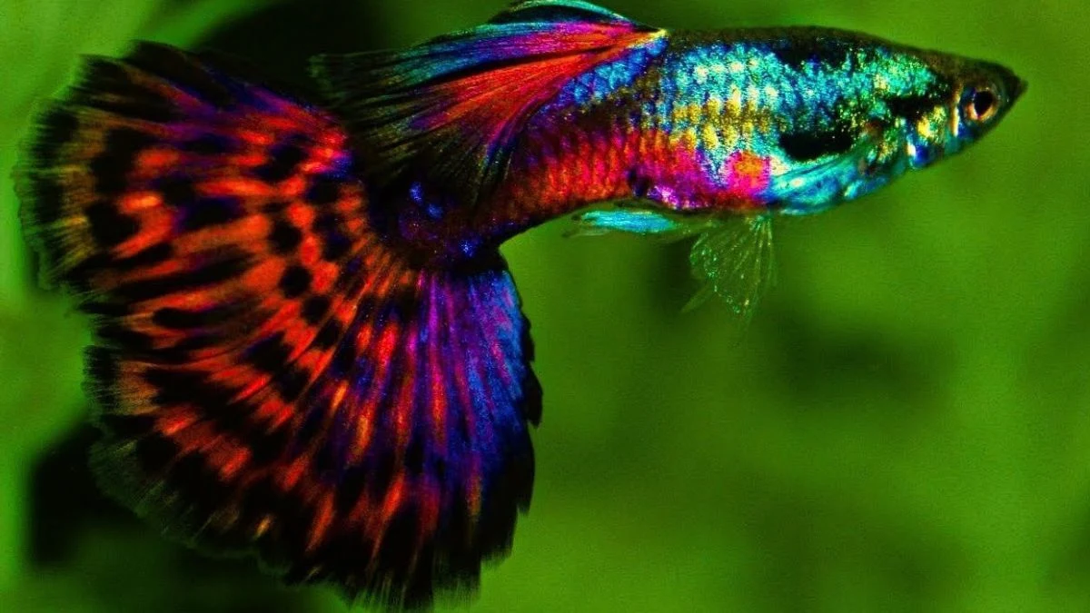 Ikan guppy red mosaik