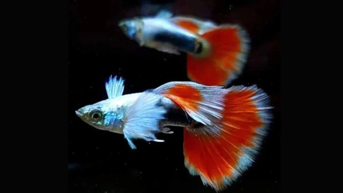 Ikan guppy santa claus