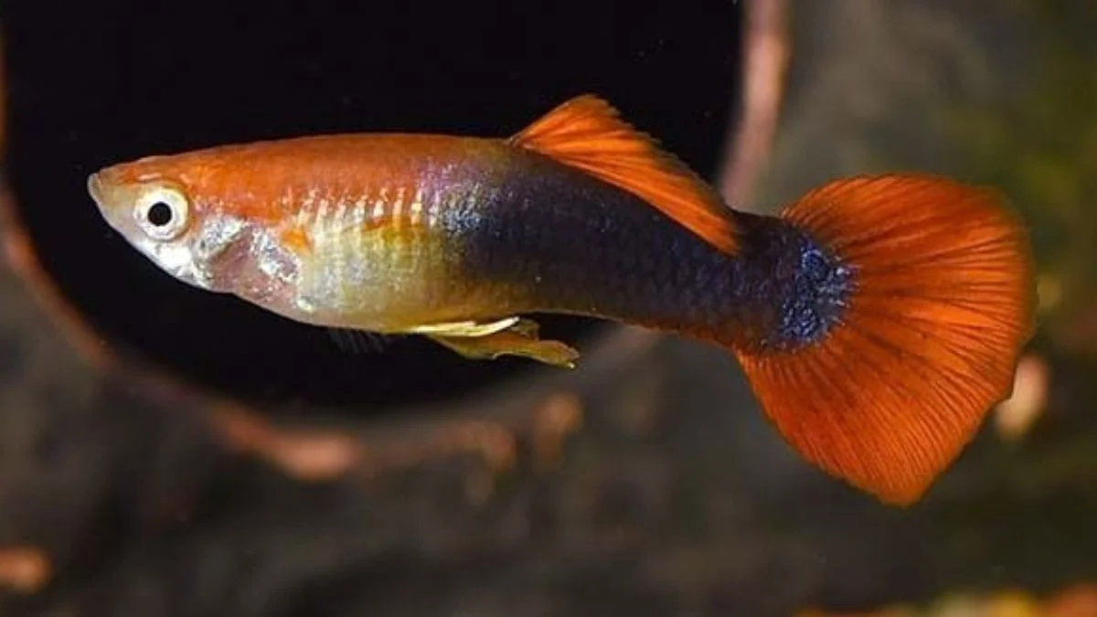 Ikan guppy tuxedo red