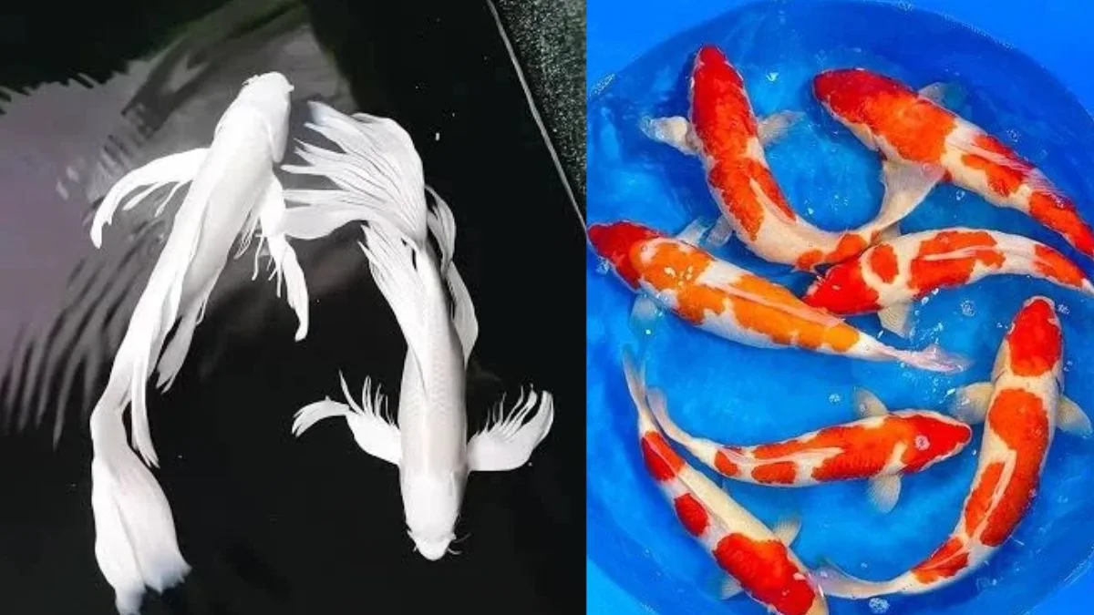 Gambar ikan koi slayer vs koi biasa