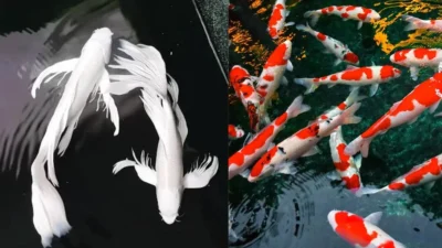 Gambar ikan koi slayer vs koi biasa