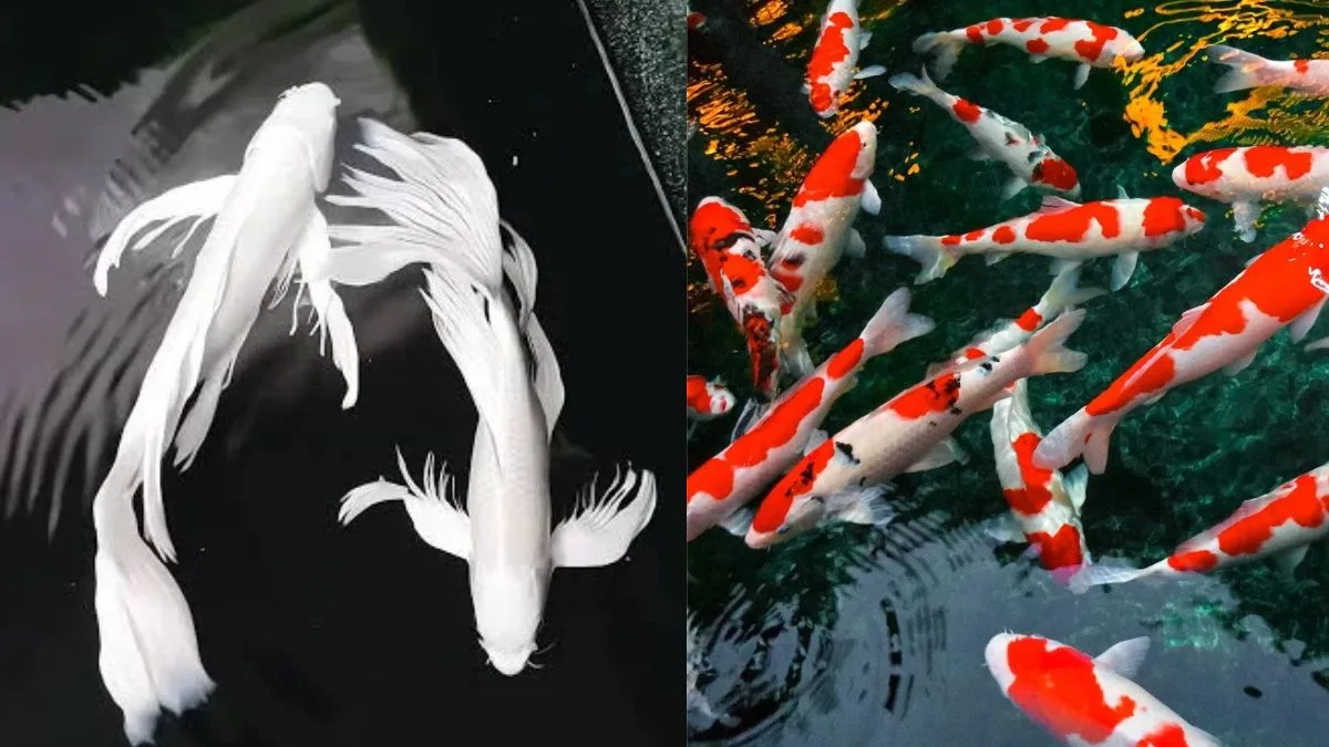 Gambar ikan koi slayer vs koi biasa
