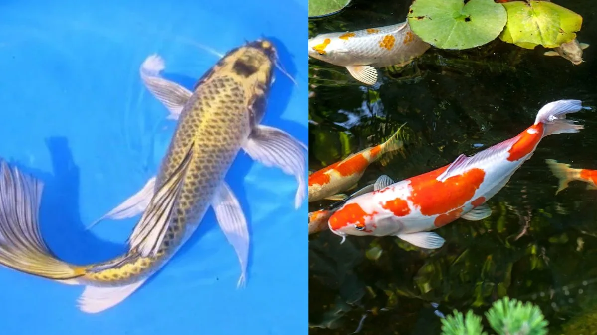 Gambar ikan koi slayer vs koi biasa