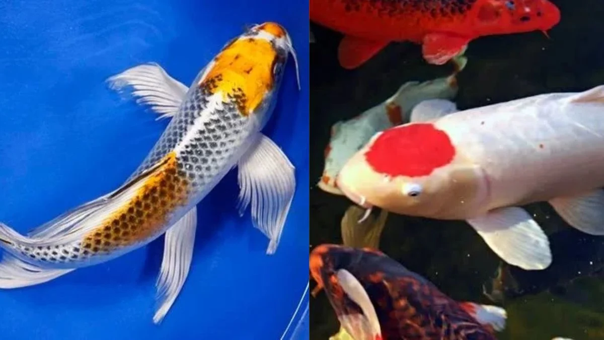 Gambar ikan koi slayer vs koi biasa