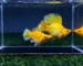 Ikan molly gold ikan molly kontes