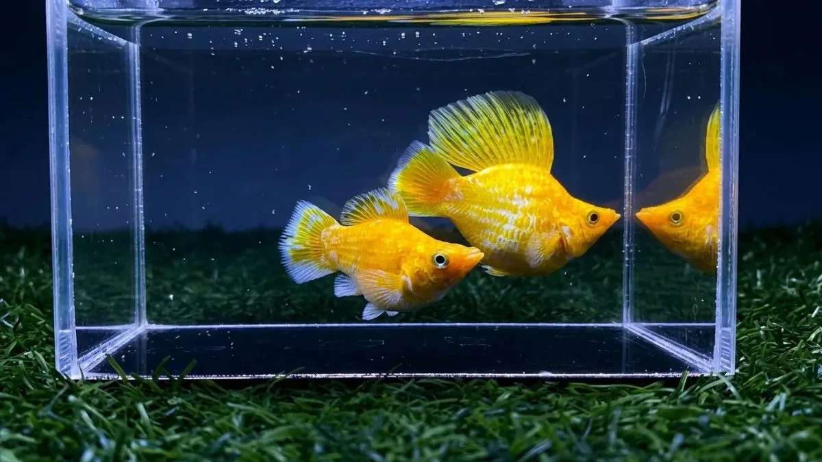 Ikan molly gold ikan molly kontes