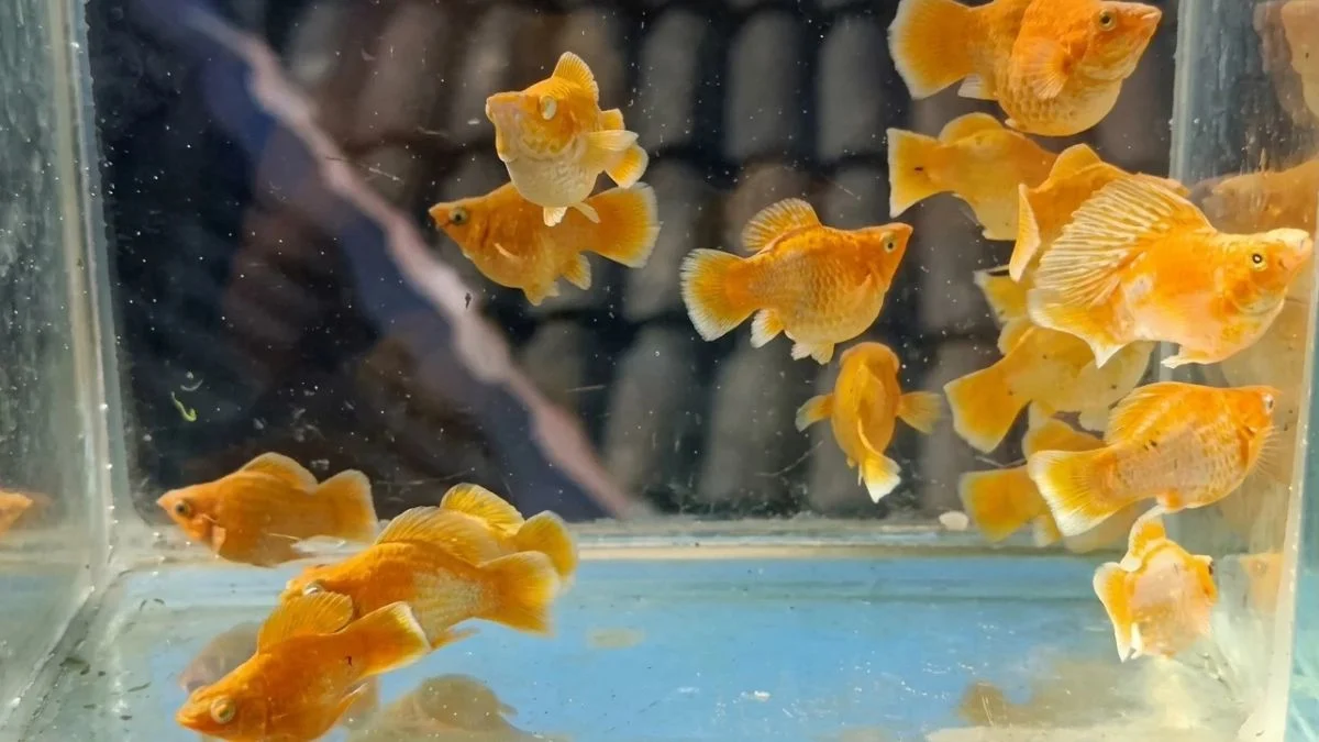 Ikan molly gold ikan molly kontes