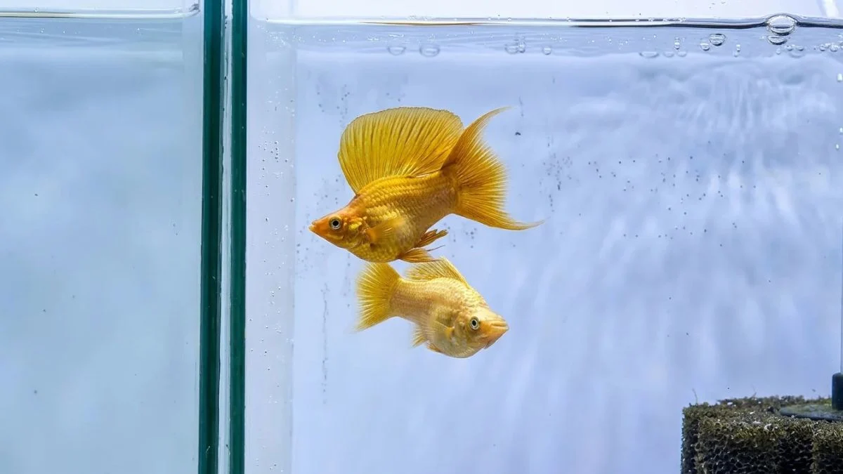 Ikan molly gold ikan molly kontes