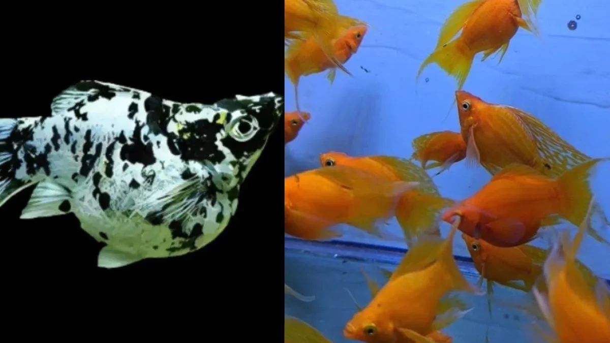 gambar ikan molly marble vs ikan molly sunkist