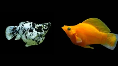 gambar ikan molly marble vs ikan molly sunkist