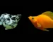 gambar ikan molly marble vs ikan molly sunkist