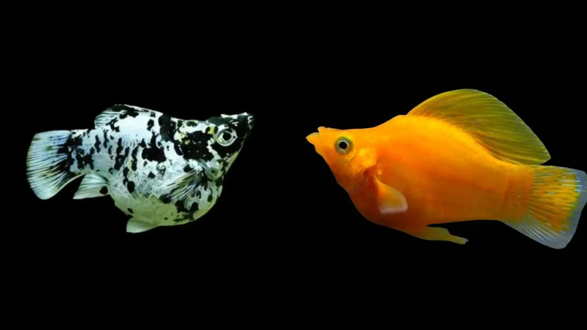 gambar ikan molly marble vs ikan molly sunkist