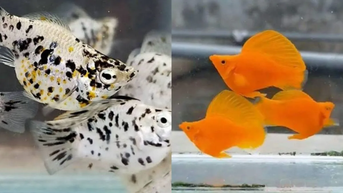 gambar ikan molly marble vs ikan molly sunkist