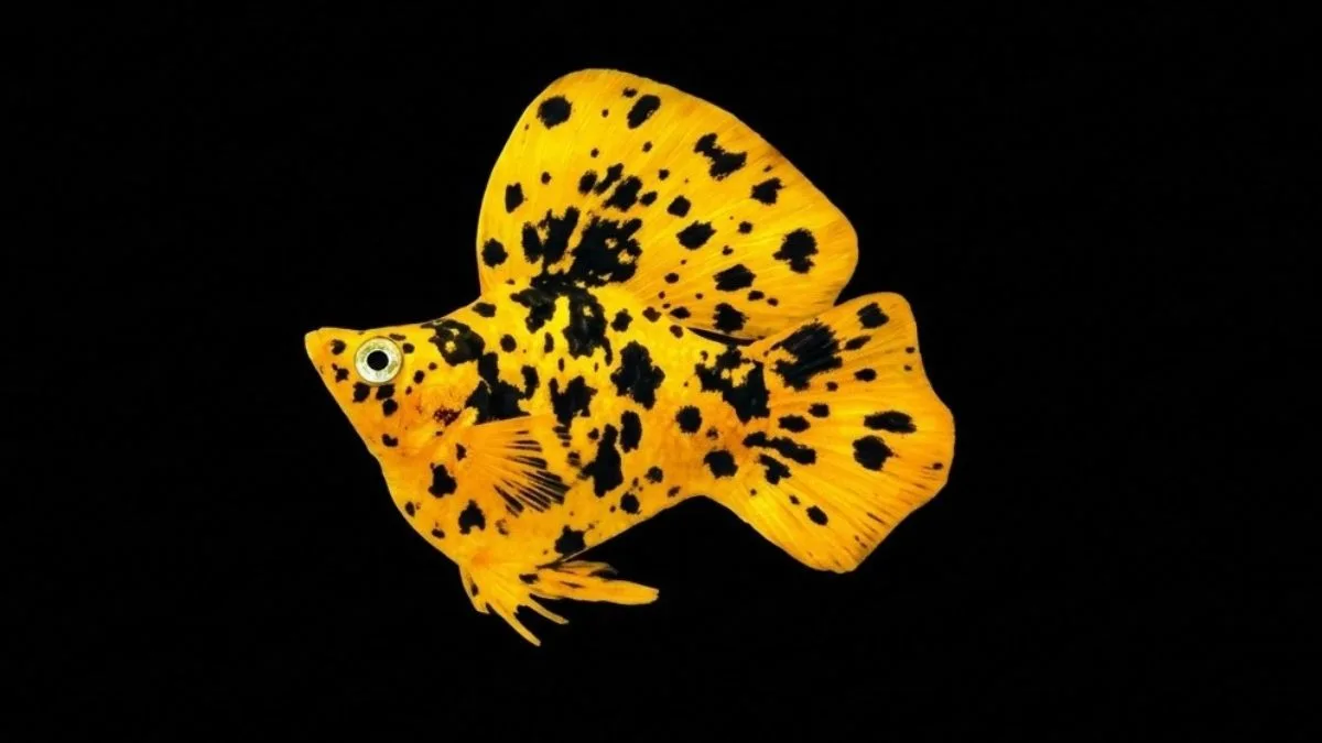gambar-ikan-molly-pikachu-balon (1) Gambar ikan molly pikachu balon