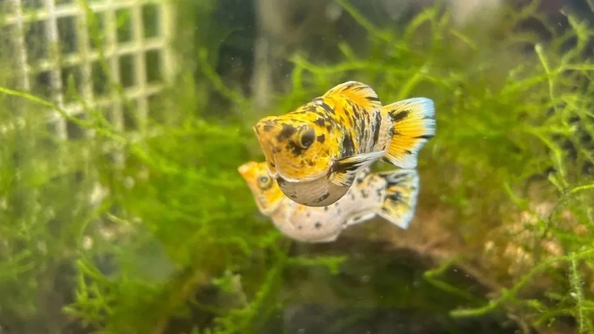 gambar-ikan-molly-pikachu-balon (2) Gambar ikan molly pikachu balon