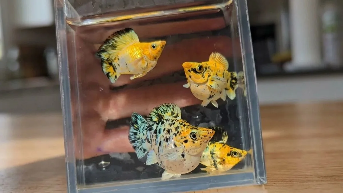 gambar-ikan-molly-pikachu-balon (4) Gambar ikan molly pikachu balon