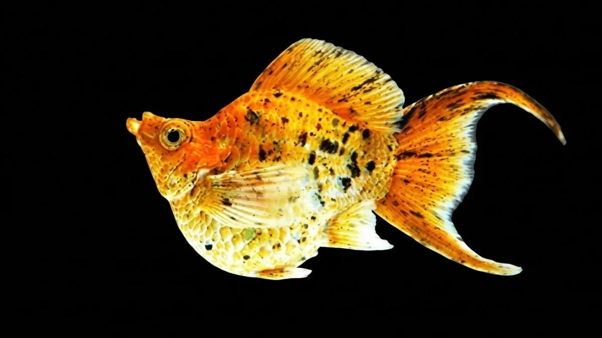 gambar-ikan-molly-pikachu-balon (5) Gambar ikan molly pikachu balon
