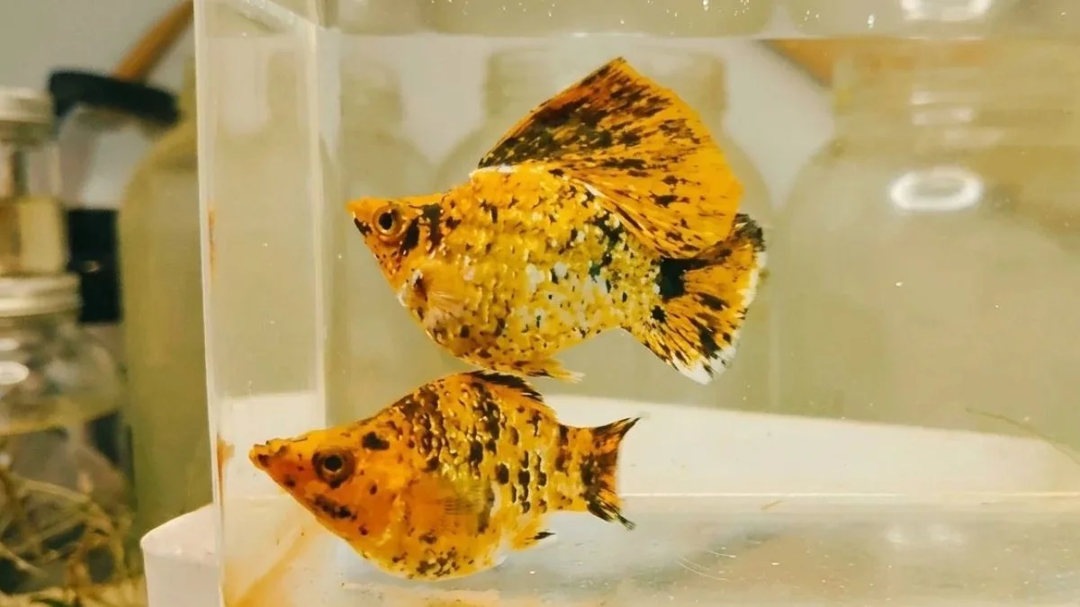 Gambar ikan molly pikachu balon