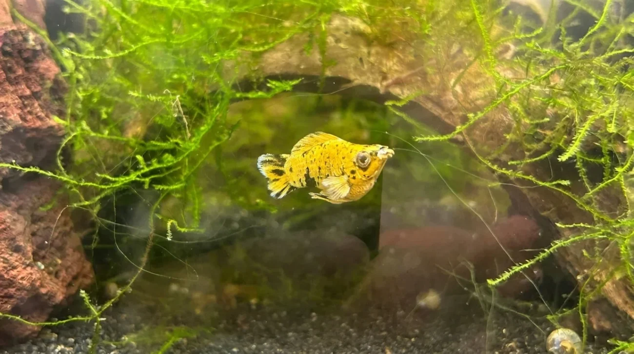 gambar-ikan-molly-pikachu-balon (7) Gambar ikan molly pikachu balon