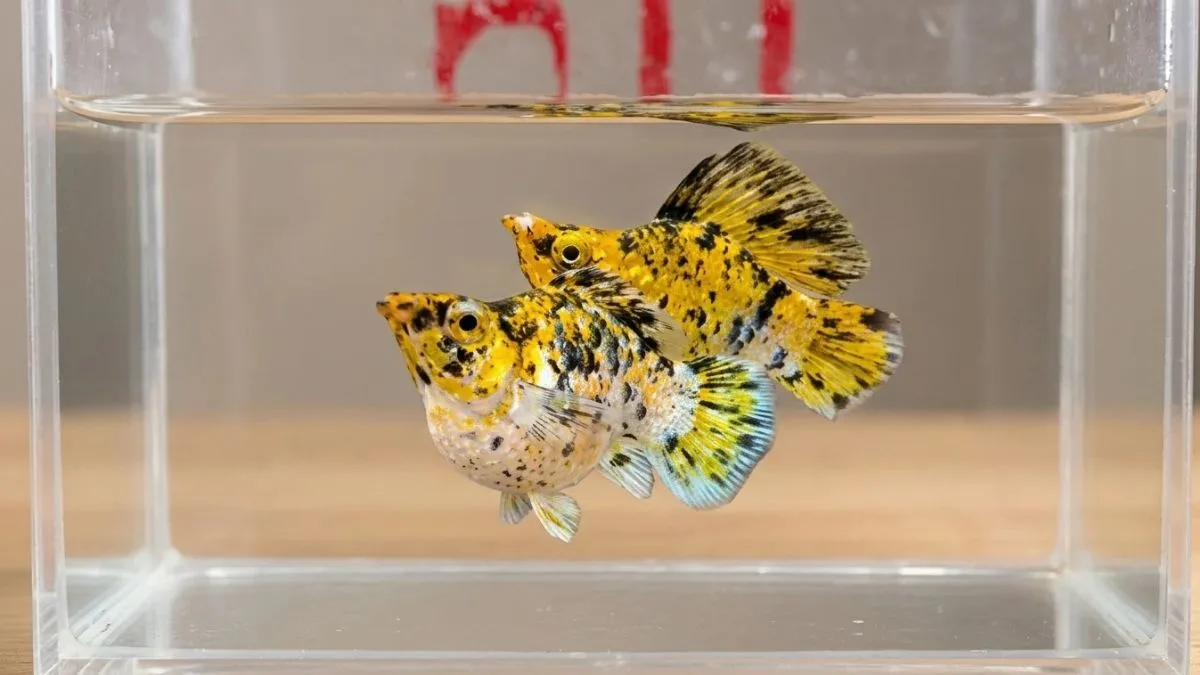 gambar-ikan-molly-pikachu-balon Gambar ikan molly pikachu balon