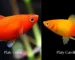 Gambar ikan platy coral vs caroline