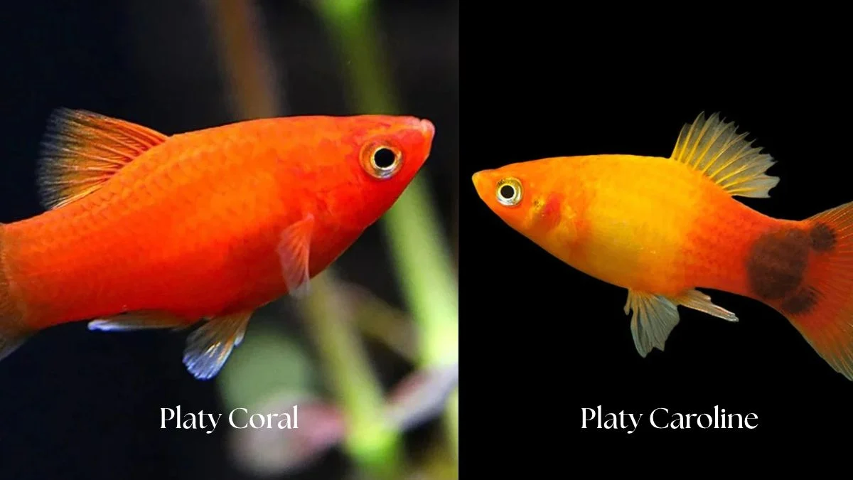 Gambar ikan platy coral vs caroline