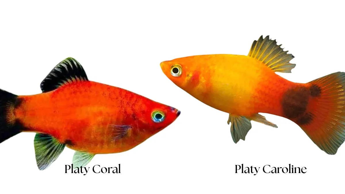 gambar-ikan-platy-coral-vs-caroline (2) Gambar ikan platy coral vs caroline