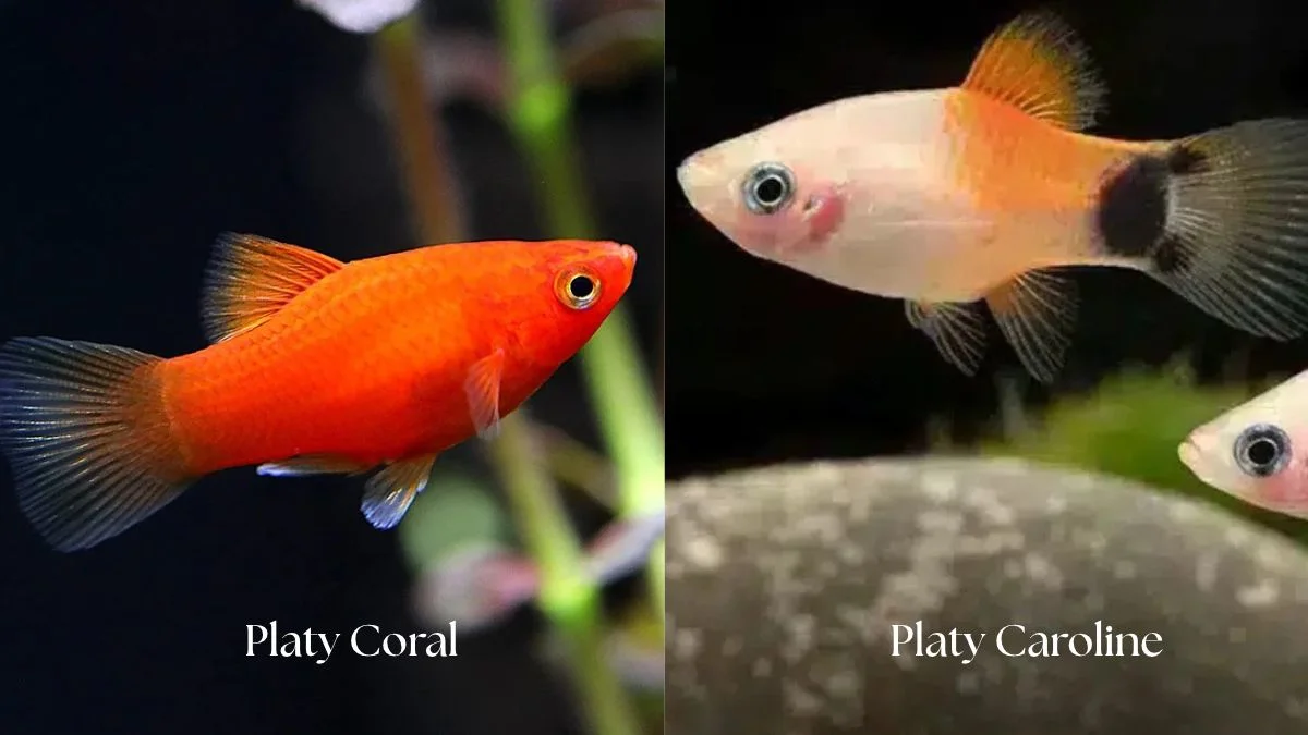 gambar-ikan-platy-coral-vs-caroline (3) Gambar ikan platy coral vs caroline