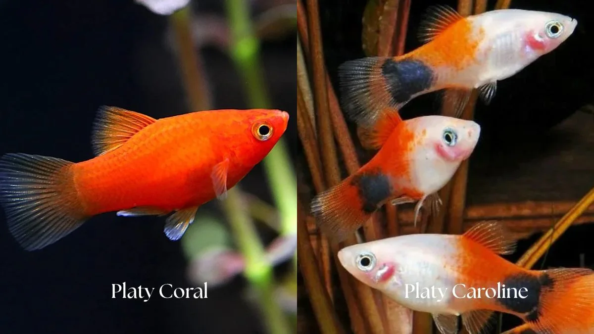 gambar-ikan-platy-coral-vs-caroline (4) Gambar ikan platy coral vs caroline