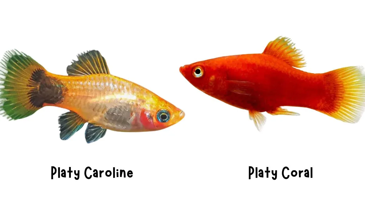 gambar-ikan-platy-coral-vs-caroline Gambar ikan platy coral vs caroline