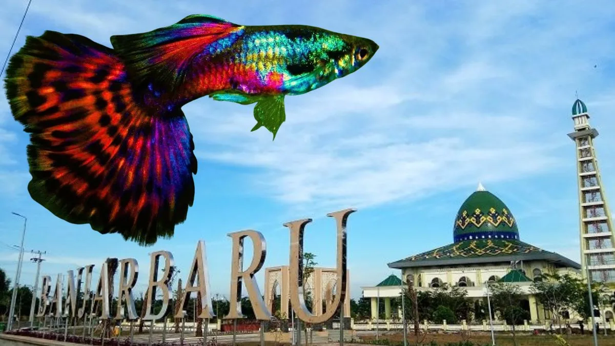 gambar-jual-ikan-hias-banjarbaru (1) Gambar jual ikan hias banjar baru
