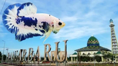 Gambar jual ikan hias banjar baru