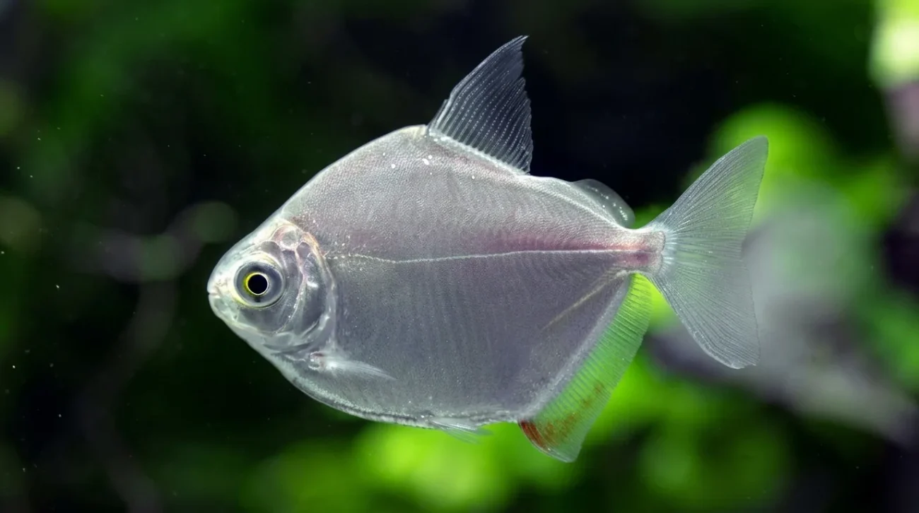 ikan-hias-silver-dollar