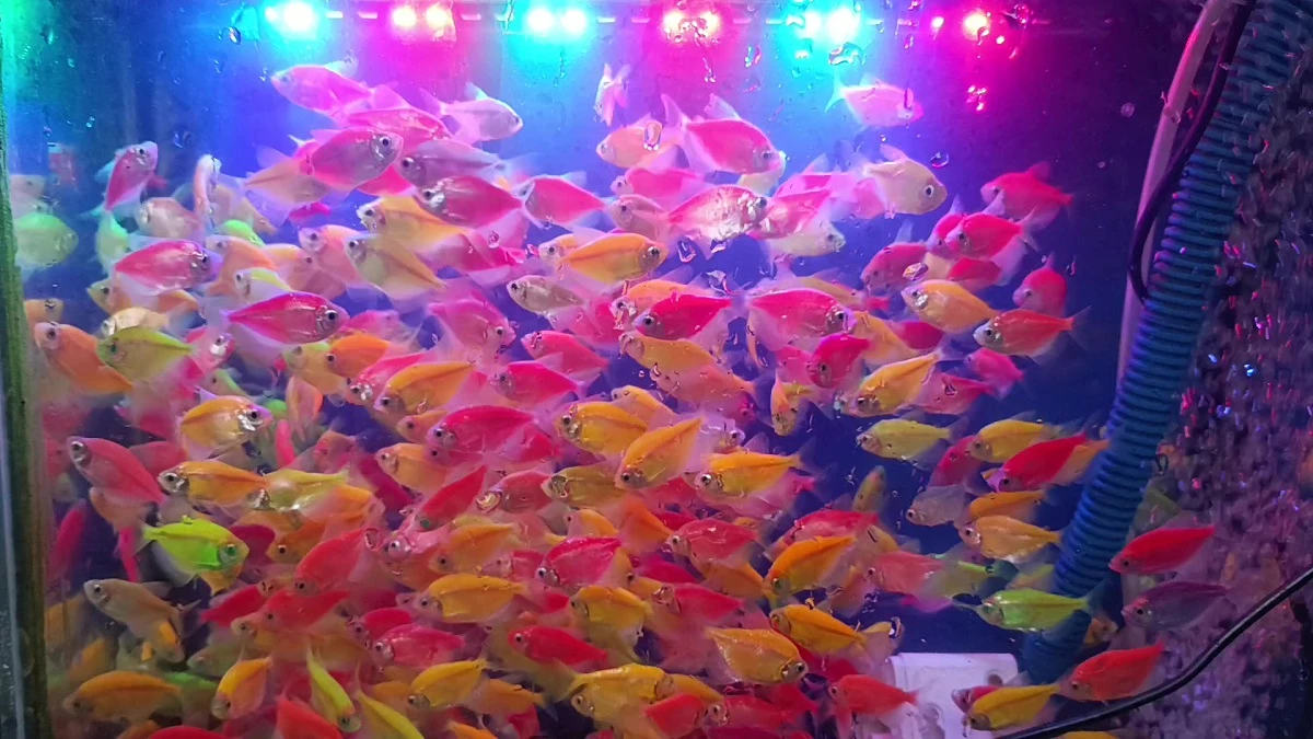 Reseller glofish